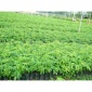 谭公果苗花木场3元/棵黄花梨苗 供应**海南黄花梨三年生树苗