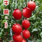 小番茄种子金生种业 台湾引进杂交 产量高 耐热 牛哥 5克/袋